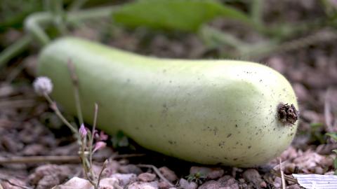 Bottle gourd vegetable