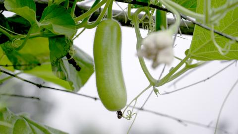 Bottle gourd vegetable