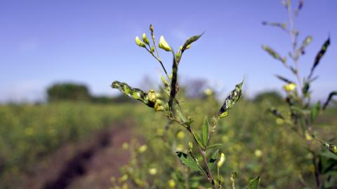 Field