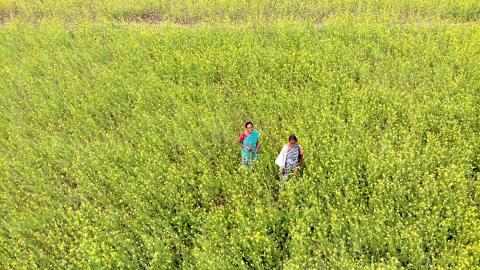 Field