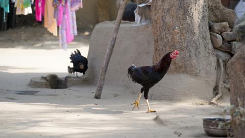 Chicken Farming