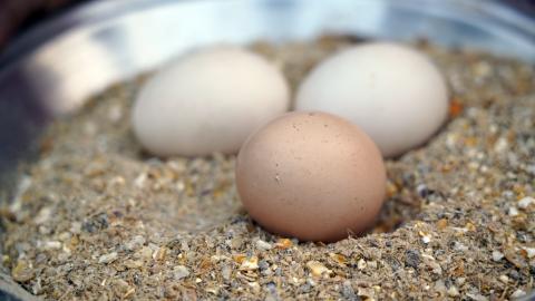 Chicken Farming