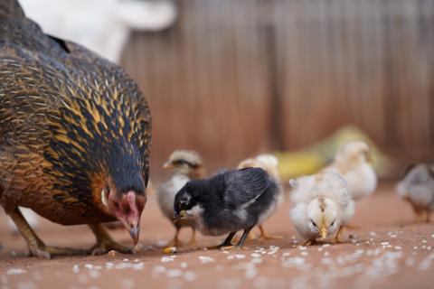 Chicken Farming