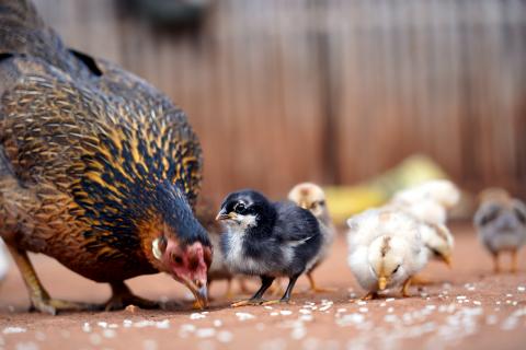 Chicken Farming