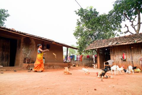 Chicken Farming