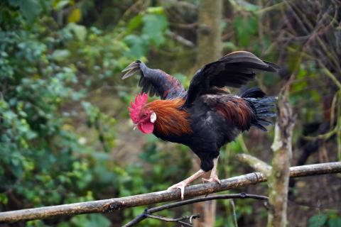 Chicken Farming