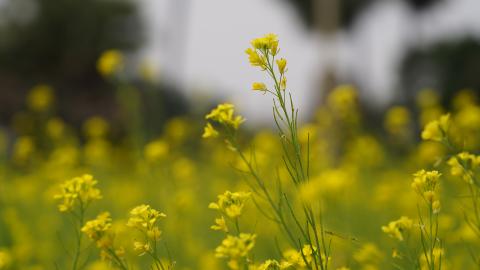 Mustard Field