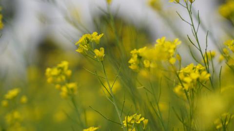 Mustard Field