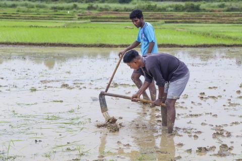 Farming