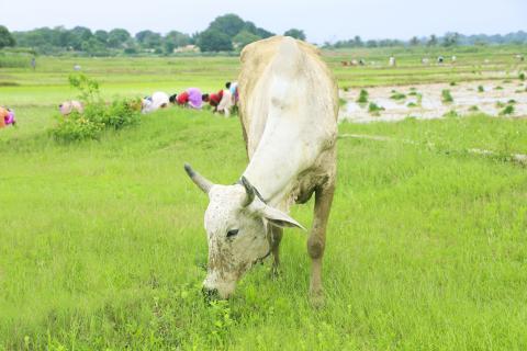 Farming