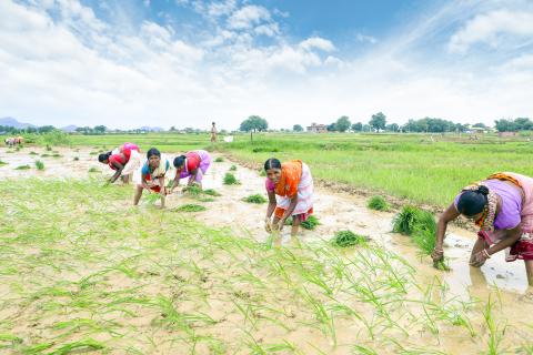 Farming