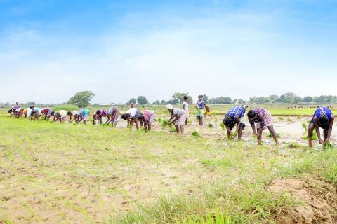 Farming