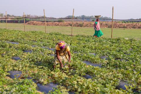 Farming