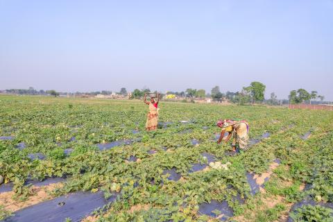 Farming