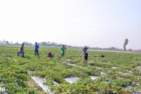 Farming