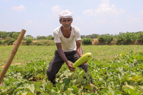 Farming