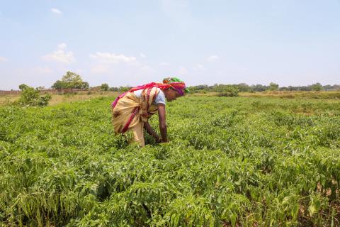 Farming