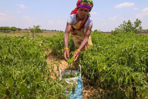 Farming