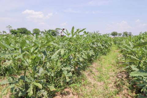 Farming