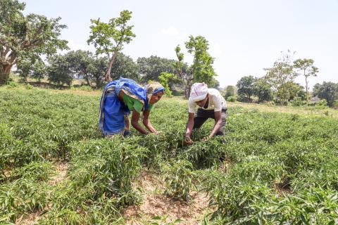 Farming