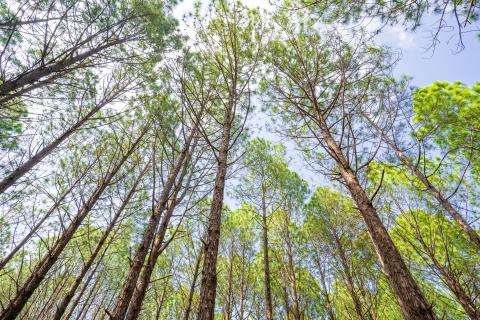 Beautiful forest of tall pine trees at Netarhat, Jharkhand