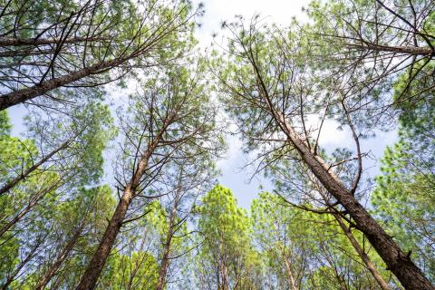 Beautiful forest of tall pine trees at Netarhat, Jharkhand