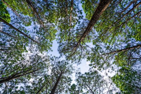 Beautiful forest of tall pine trees at Netarhat, Jharkhand