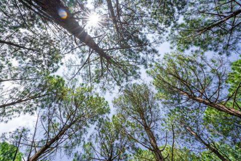 Beautiful forest of tall pine trees at Netarhat, Jharkhand