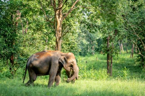 Betla National Park, Latehar