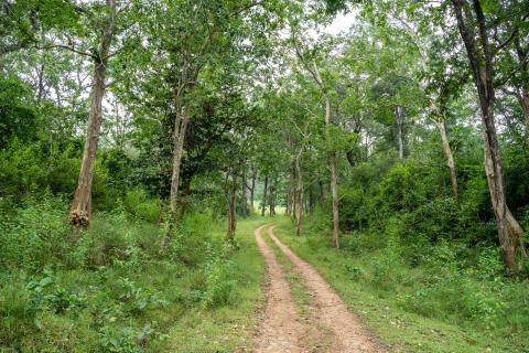 Betla National Park, Latehar