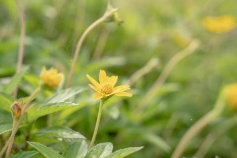 Beautiful yellow flowers