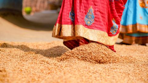 Drying rice in the sun